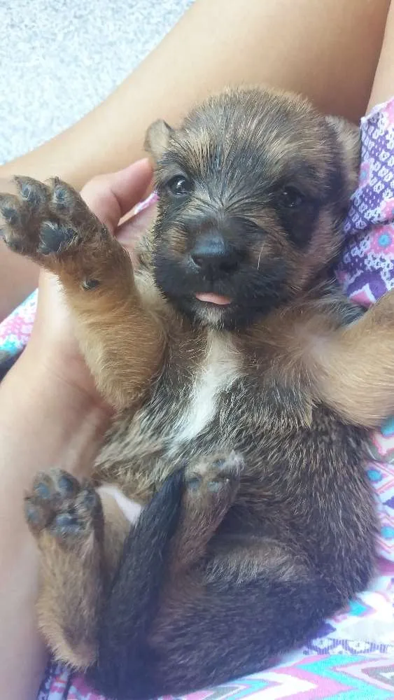 Cachorro ra a SRD idade Abaixo de 2 meses nome Lobinho 