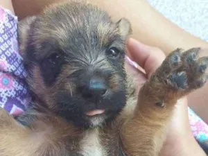 Cachorro raça SRD idade Abaixo de 2 meses nome Lobinho 