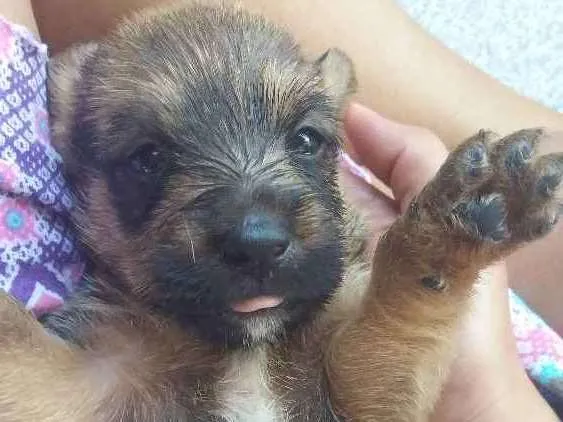 Cachorro ra a SRD idade Abaixo de 2 meses nome Lobinho 