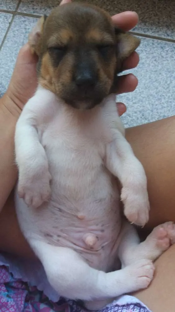 Cachorro ra a SRD idade Abaixo de 2 meses nome Filhote macho