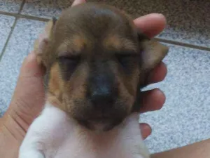 Cachorro raça SRD idade Abaixo de 2 meses nome Filhote macho