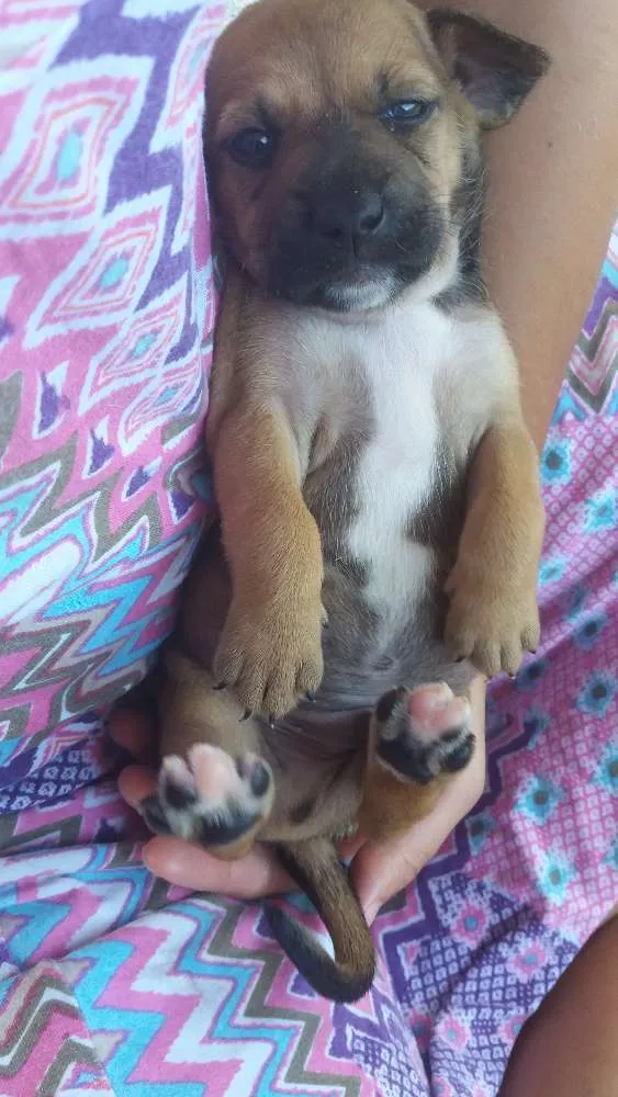 Cachorro ra a SRD idade Abaixo de 2 meses nome Filhote macho