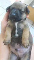 Filhote macho