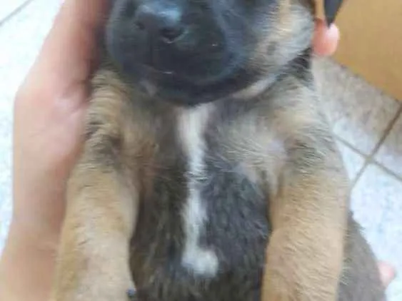 Cachorro ra a SRD idade Abaixo de 2 meses nome Filhote macho