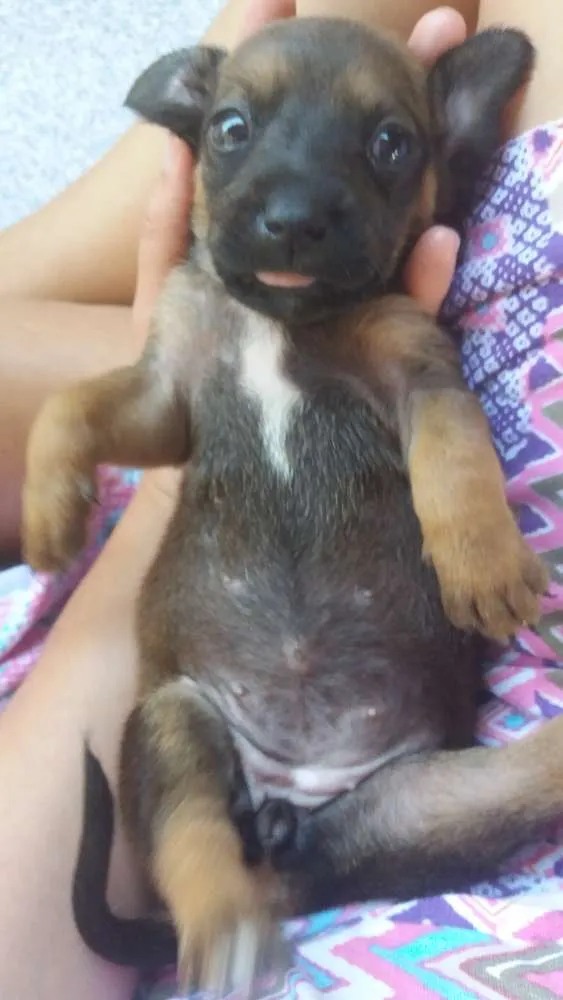 Cachorro ra a SRD idade Abaixo de 2 meses nome Filhote fêmea 