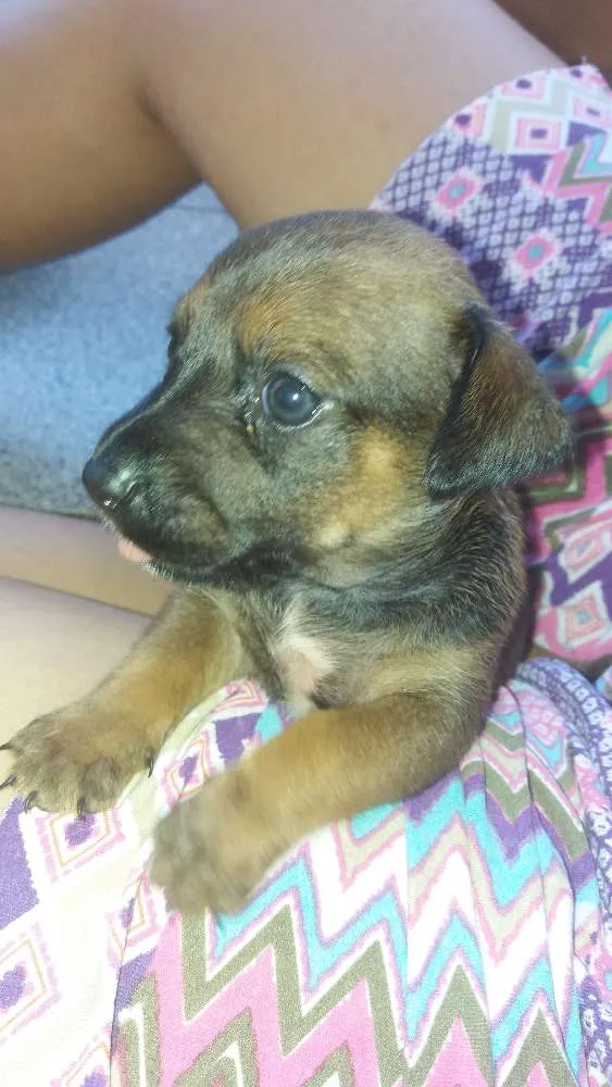 Cachorro ra a SRD idade Abaixo de 2 meses nome Filhote fêmea 