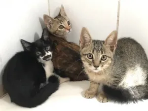 Gato raça  idade Abaixo de 2 meses nome Pablo/Frajola/Laura