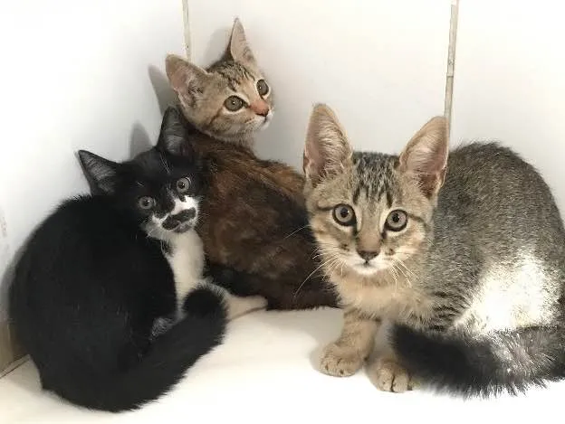 Gato ra a  idade Abaixo de 2 meses nome Pablo/Frajola/Laura