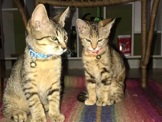 Gato ra a  idade Abaixo de 2 meses nome Pablo/Frajola/Laura