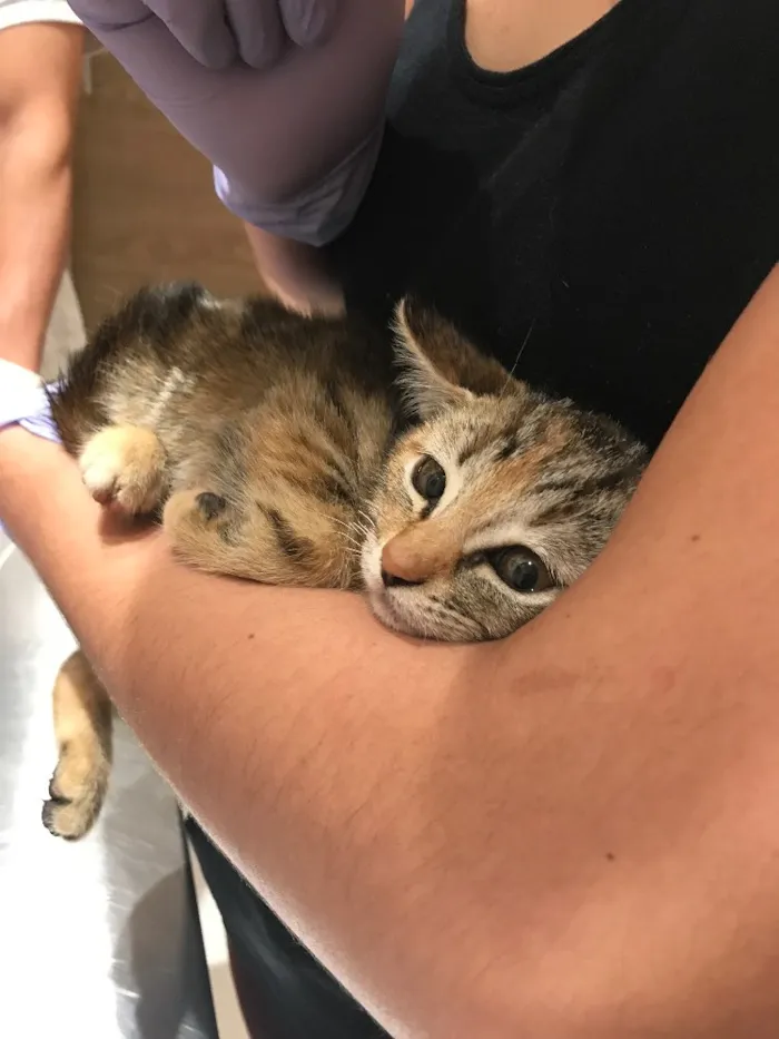 Gato ra a  idade Abaixo de 2 meses nome Pablo/Frajola/Laura