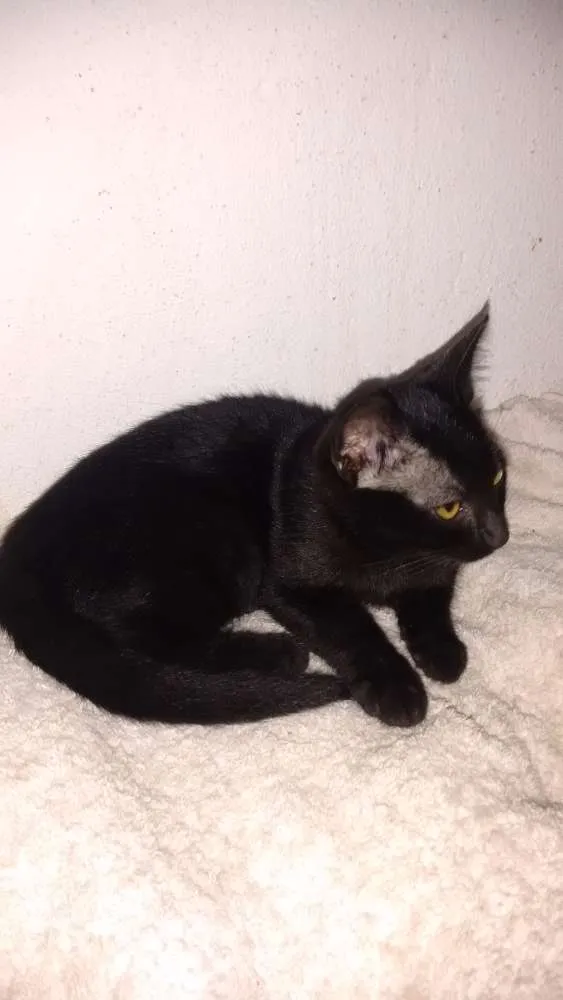 Gato ra a  idade 2 a 6 meses nome Sem nome 