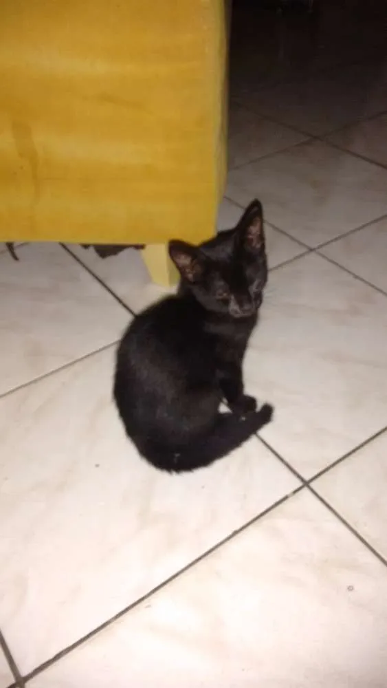 Gato ra a  idade 2 a 6 meses nome Sem nome 