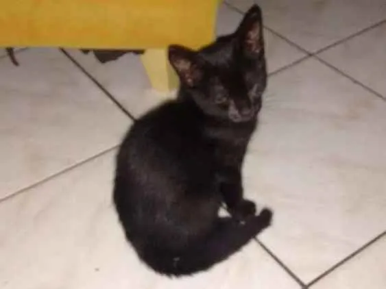 Gato ra a  idade 2 a 6 meses nome Sem nome 