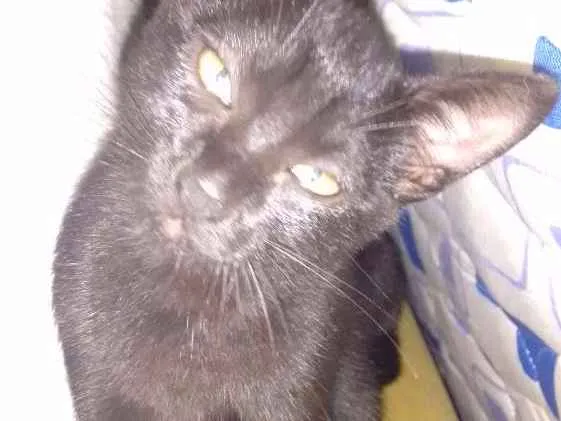 Gato ra a  idade 2 a 6 meses nome Sem nome 