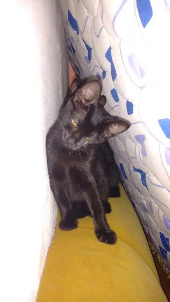 Gato ra a  idade 2 a 6 meses nome Sem nome 