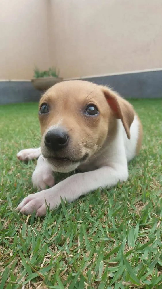 Cachorro ra a SRD idade 2 a 6 meses nome Marley