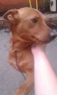 Melado