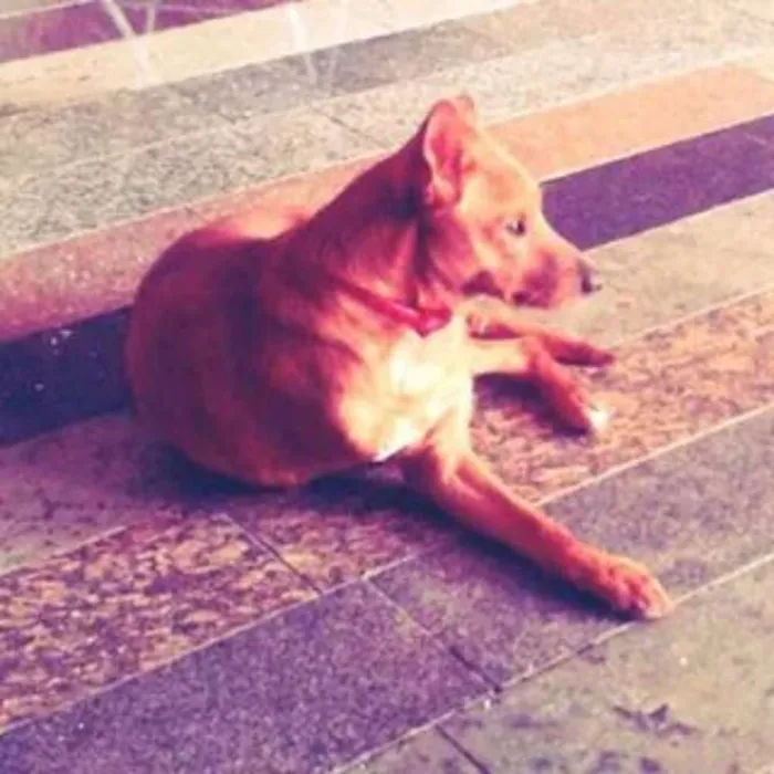 Cachorro ra a  idade 4 anos nome Melado