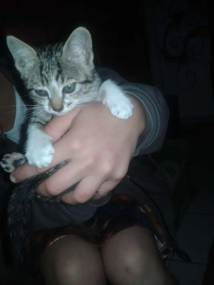 Gato ra a  idade 2 a 6 meses nome Lola. 