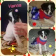 Hanna