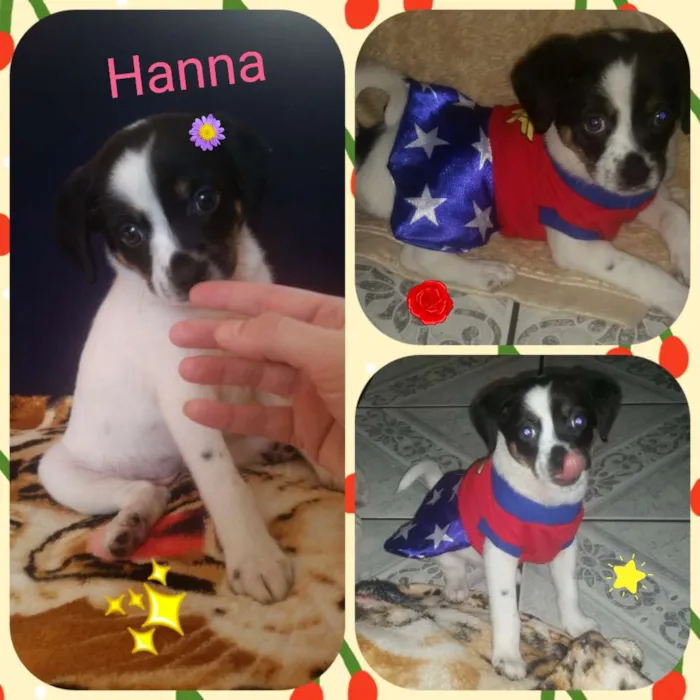 Cachorro ra a Srd idade Abaixo de 2 meses nome Hanna
