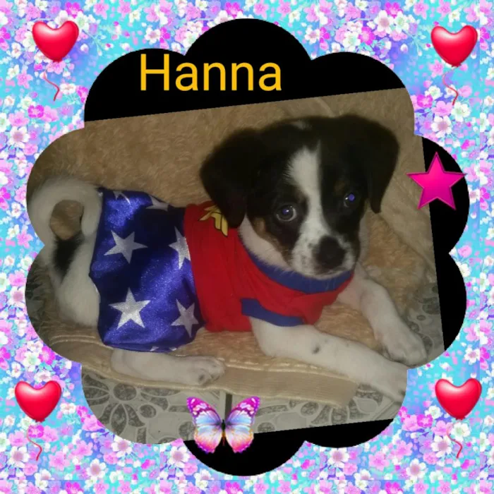 Cachorro ra a Srd idade Abaixo de 2 meses nome Hanna