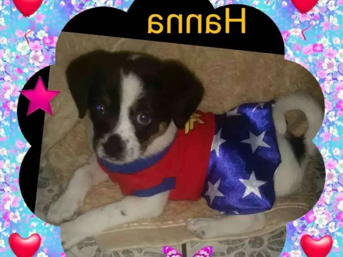 Cachorro ra a Srd idade Abaixo de 2 meses nome Hanna