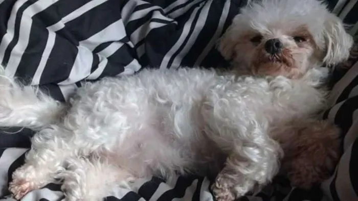 Cachorro ra a Maltes idade 2 anos nome Yulli