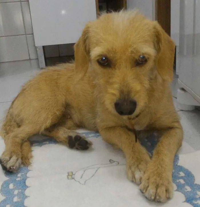 Cachorro ra a Vira-Lata idade 2 anos nome Cremilda