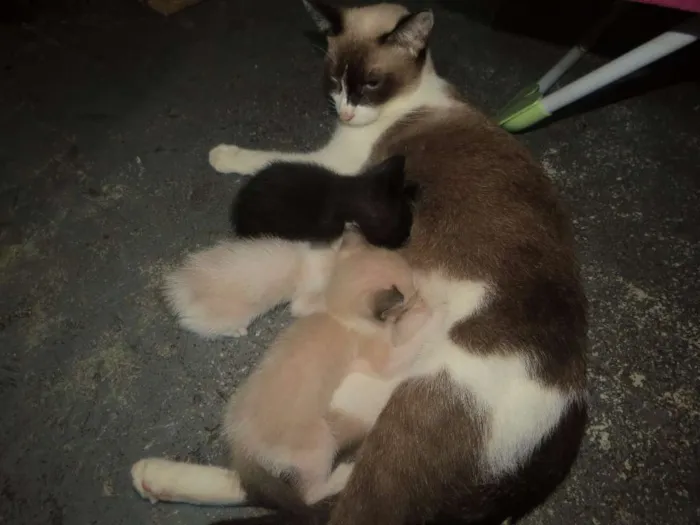 Gato ra a  idade 2 anos nome Branca