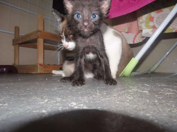 Gato ra a  idade 2 anos nome Branca