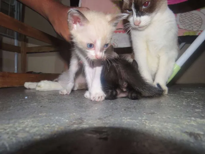 Gato ra a  idade 2 anos nome Branca
