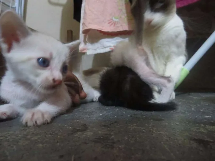 Gato ra a  idade 2 anos nome Branca