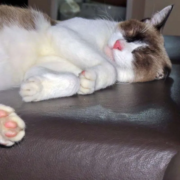 Gato ra a  idade 2 anos nome Branca