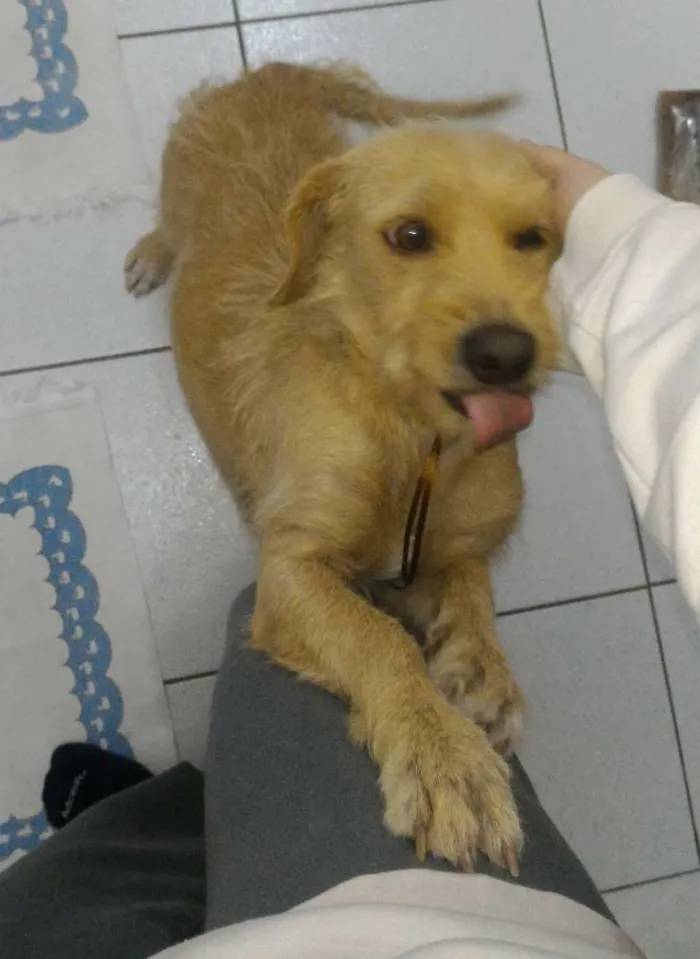 Cachorro ra a Vira-Lata idade 2 anos nome Cremilda