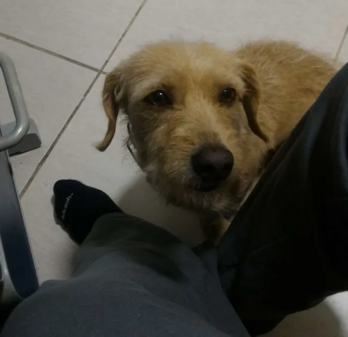 Cachorro ra a Vira-Lata idade 2 anos nome Cremilda