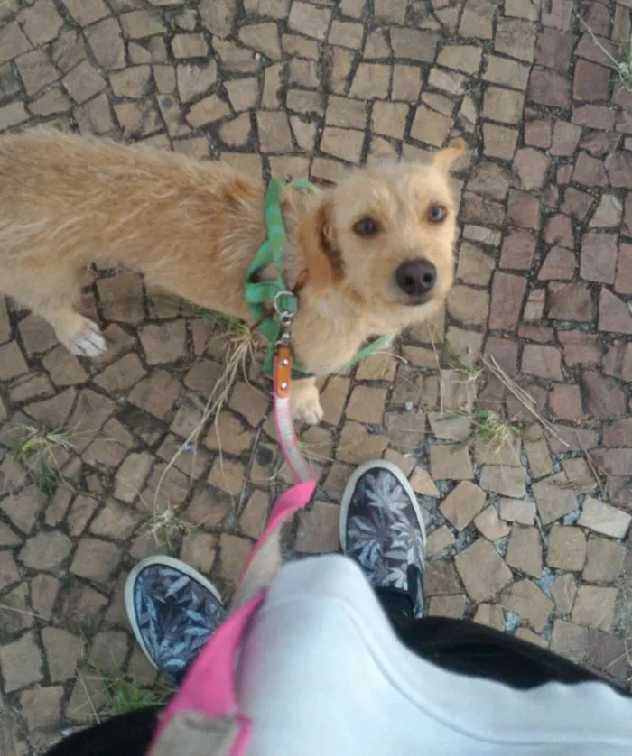 Cachorro ra a Vira-Lata idade 2 anos nome Cremilda