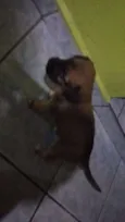 Não tem