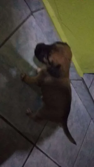 Cachorro raça Não sei idade Abaixo de 2 meses nome Não tem