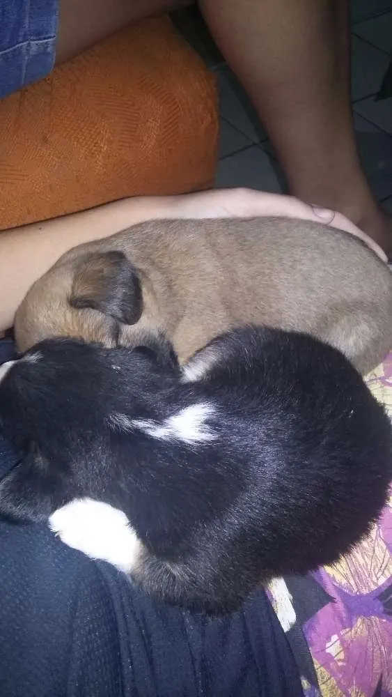Cachorro raça Não sei idade Abaixo de 2 meses nome Não tem