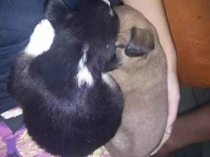 Cachorro raça Não sei idade Abaixo de 2 meses nome Não tem