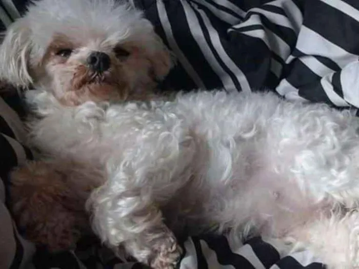 Cachorro ra a Maltes idade 2 anos nome Yulli