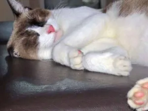 Gato raça  idade 2 anos nome Branca