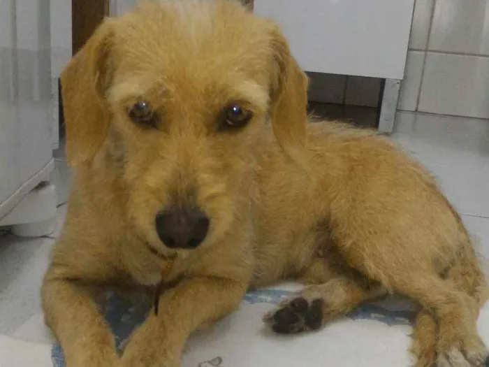 Cachorro ra a Vira-Lata idade 2 anos nome Cremilda