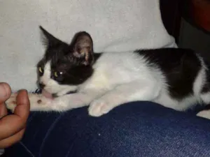 Gato raça Europeia idade 7 a 11 meses nome Malu