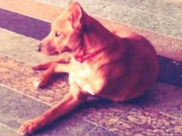 Cachorro ra a  idade 4 anos nome Melado