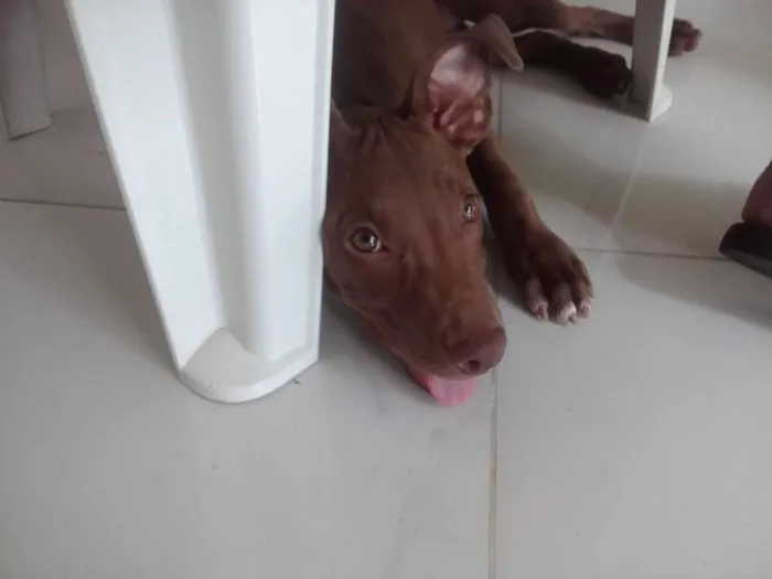 Cachorro ra a Pitbull Red nose  idade 2 a 6 meses nome Samantha 