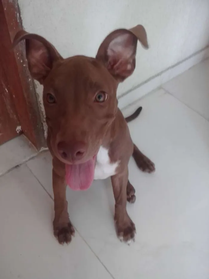 Cachorro ra a Pitbull Red nose  idade 2 a 6 meses nome Samantha 