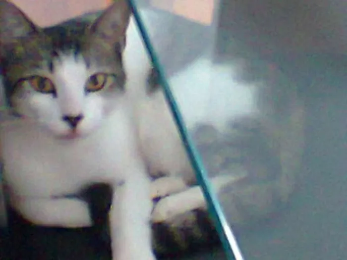 Gato ra a srd idade 3 anos nome tanathus