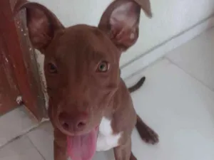 Cachorro raça Pitbull Red nose  idade 2 a 6 meses nome Samantha 